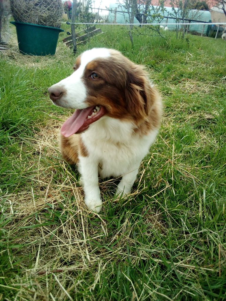 Oxane d'amour de la barbottière Du Domaine De Shetlyse